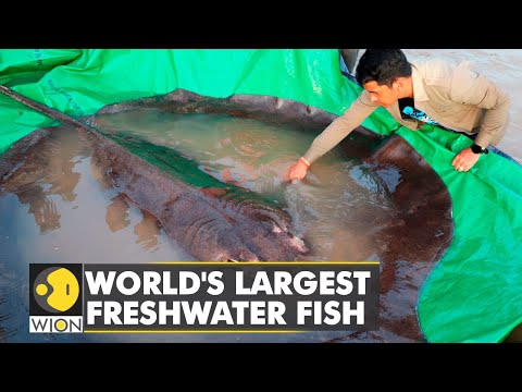 World's largest freshwater fish on record: A stingray weighing 300 kgs caught in Cambodia | WION