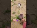 Kabuter Ki Videos ️ Kabootar Pigeon Fancypigeon Fancypigeon Bird Whitepigeon Pigeonlove