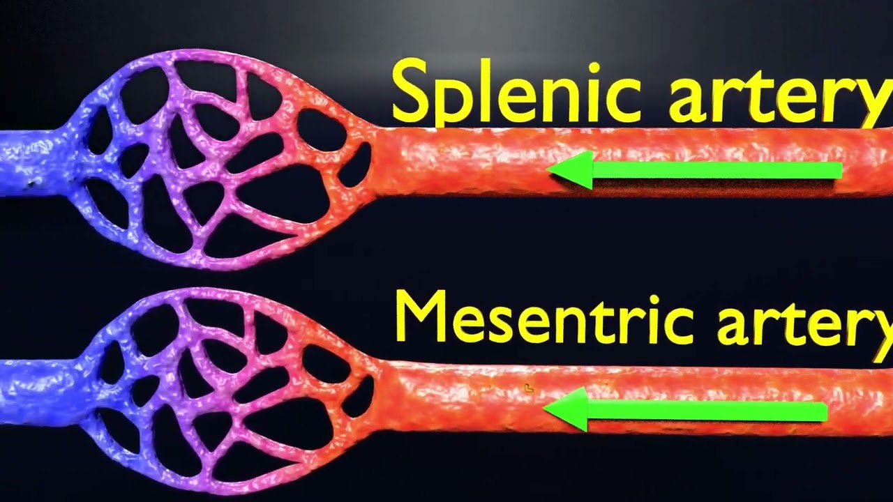 Flujo sangu&iacute;neo sist&eacute;mico 3D Modelo 3D