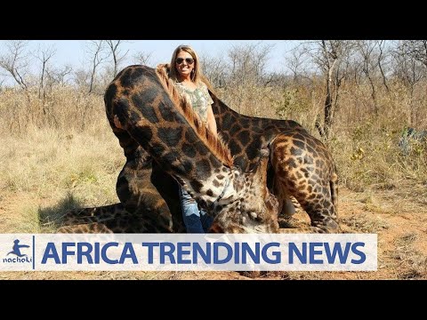 白人のアメリカ人ハンターが希少なキリンを殺した後、アフリカの人々は激怒しています。 (Africans Outraged After White American Hunter Kills Rare Giraffe)