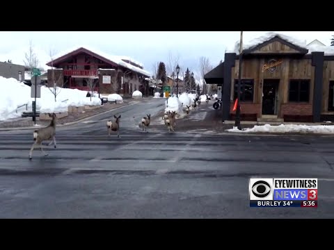 More harm than good: Why you shouldn't feed backyard deer