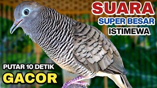 Download lagu Perkutut Lokal Gacor Suara Kung Besar Pancingan Burung Perkutut Agar Bunyi. mp3