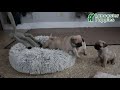Pug dogs for sale: Cassie - Video 1