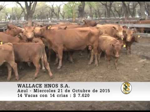 21-10-15 Venta de Vientres - Wallace Hnos S.A. - Azul