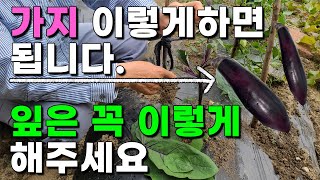 가지 쉽게 잘 키우는방법 이렇게 해주면 주렁주렁 달립니다. 가지잎따기 가지곁순정리