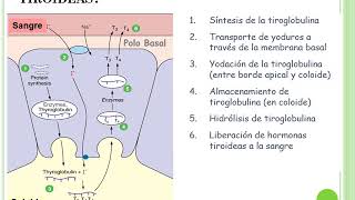 Tiroides y metabolismo P-Ca - Digestivo, Renal y Endócrino