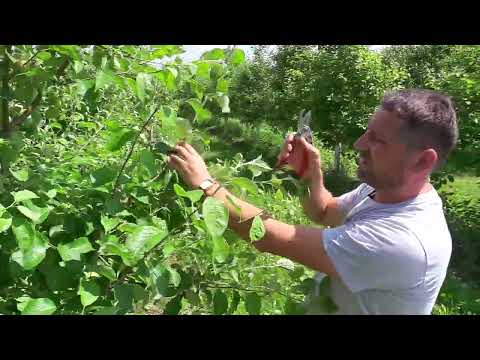 СадОгород / 09.07.2024