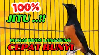 Download lagu PANCINGAN PAGI-PAGI AGAR MURAI GACOR❗❗ MURAI DIAM PASTI NYAUT EMOSI❗❗❗ mp3