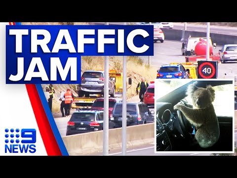 Koala dashes across South Eastern Freeway | 9 News Australia