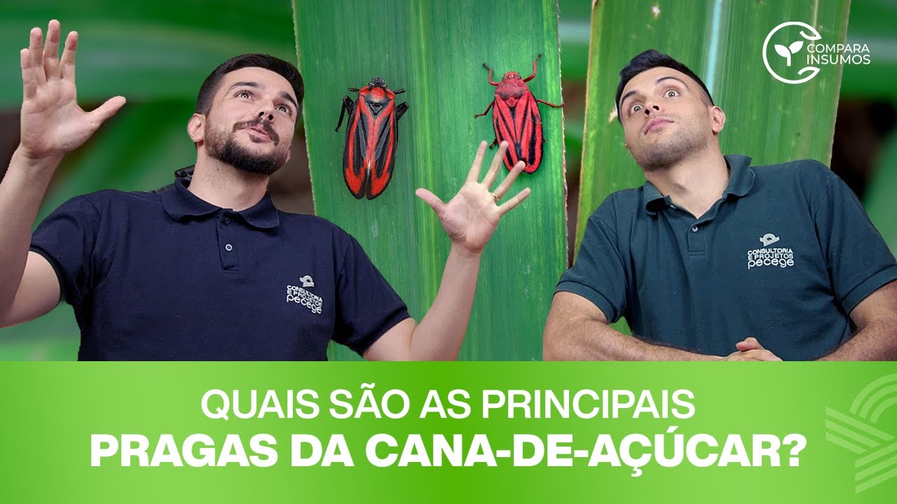 Quais são as principais pragas da cana-de-açúcar?