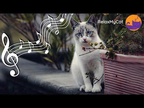 LONGEST EVER Music for Cats - 22 Hour Soothing Lullaby Mix 🐱