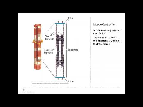 OSSM Neuro Chapter 13 - Muscle Contraction