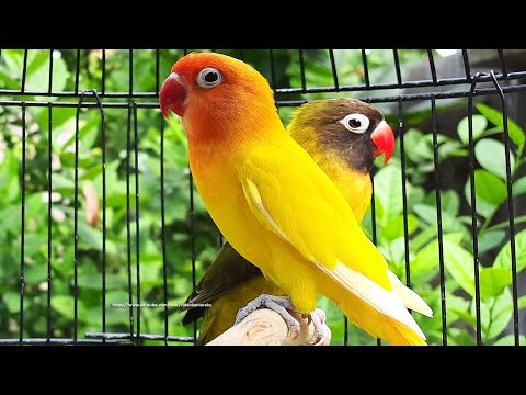 Lovebird Chirping and Call Sounds - Lutino & Olive Personata