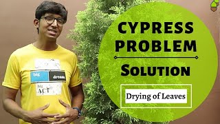 Cypress Problem Solved || Drying/Shedding of Leaves || Save Plant from dying