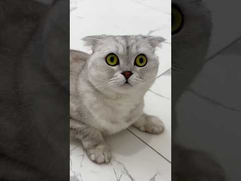 There was no trace of Sonya’s pranks 🐾 #cat #cats