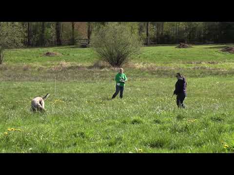 Shed Dog Level 1 Trial 2 NASDA - Alloy the Irish Wolfhound