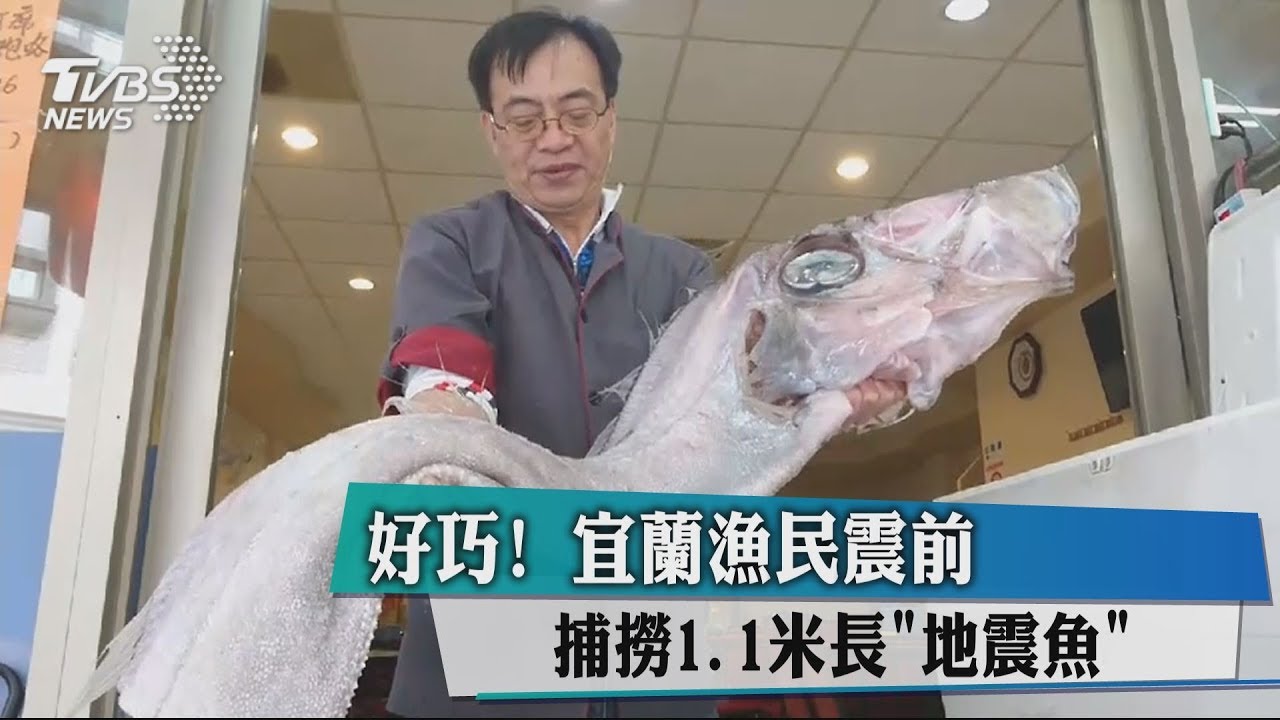 好巧!宜蘭漁民震前 捕撈1.1米長地震魚