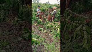 Download lagu Viral panen Kopi Lampung barat 😡😱😱 mp3