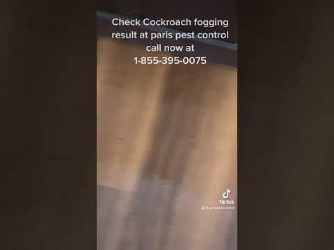 Paris pest control video.
