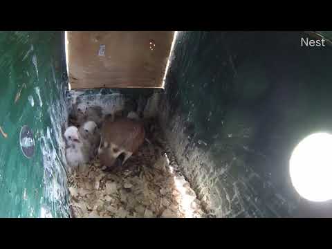 Female American kestrel brings vole to feed her chicks