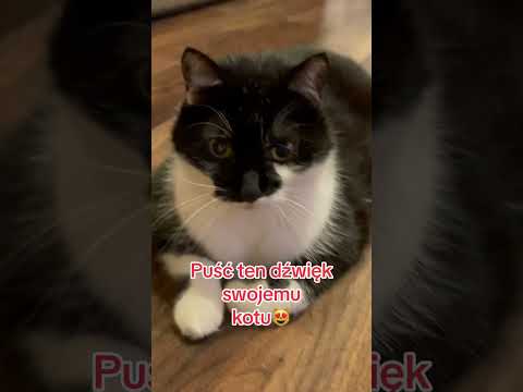Puść ten dźwięk swojemu kotu a zobaczysz, że do Ciebie przyjdzie😈śmieszne koty, #kota #shorts #cat