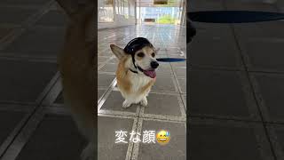 「コーギーの朝散歩」＃コーギー犬 ＃コーギーとの暮らし ＃朝散歩 ＃散歩 ＃ゴロスリ ＃サングラス ＃朝活 ＃週末頑張りましょう ＃頑張りましょう