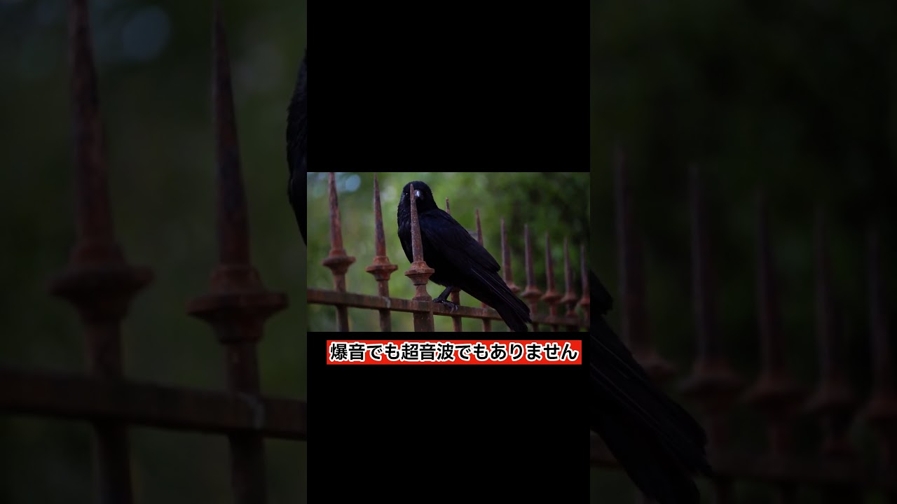 【9割が不正解】カラスが嫌うのは「爆音」ではありません。実は… #Shorts