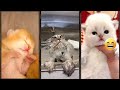 Cute Animals Funny Cats Fighting Mewmew Episode 2934