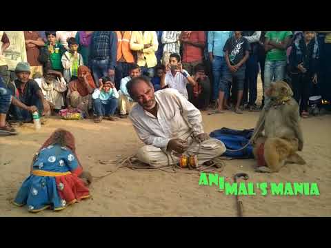 Monkey street show in  Haryana India