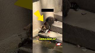 Download lagu Cat Tricks to Catch Fish mp3