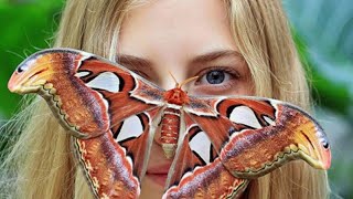 preview picture of video 'GiantButterfly attacus atlas'