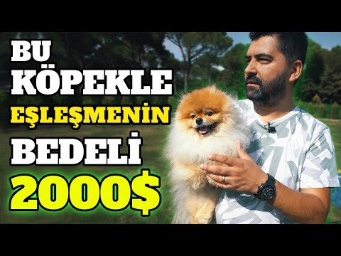 "Kendi Köpeğimi Benden 25.000 EURO'ya Zorla Aldılar" - Turkey Pomeranian Çiftliği İstanbul