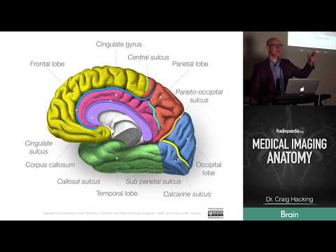 Radiopaedia's Medical Imaging Anatomy Course - Trailer
