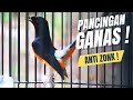 MEWAH MURAI BATU GACOR FULL ISIAN TEMBAKAN KASAR SANGAT AMPUH MEMANCING EMOSI MURAI BATU