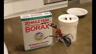 How much Borax should you use in your ant bait formula?