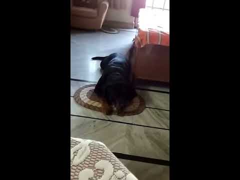 Simba The Rottweiler seeking attention.