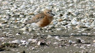preview picture of video 'The Endangered New Zealand Dotterel'