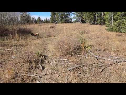 Blue Grouse Hunting Western Colorado