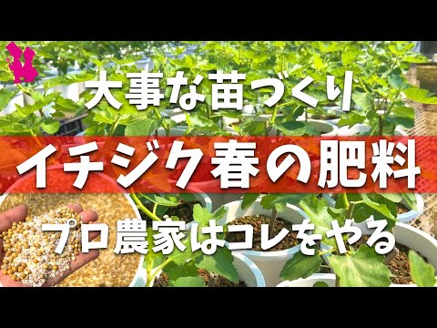 果樹に春に肥料を与えるにはどのような肥料を使用すればよいですか？  庭園