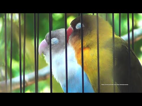 Lovebirds Chirping Sounds 4 Hours - DD Green (Olive) & Pastel Violet