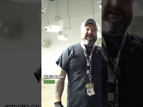 Discover how Grow West uses mycorrhiza to nurture and enhance the health of their plants.