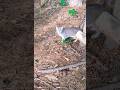 Gray Tabby Greets Me With Cutest Little Meows Shorts