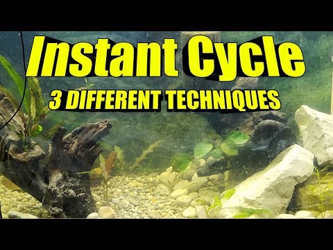 FAST Freshwater Fish Tank Instant Cycle  | 3 BEST Methods for an Aquarium Cycle