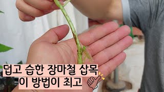 장마철삽목! 이 방법을 추천합니다