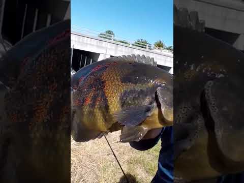 Tiger Oscar Catch & Cook #fishing