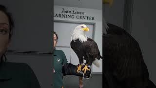 How much does a Bald Eagle weigh? #didyouknow #animalfacts #cuteanimals