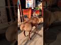 Beautiful Lamb With Big Butt Lamb Shorts Cuteanimals