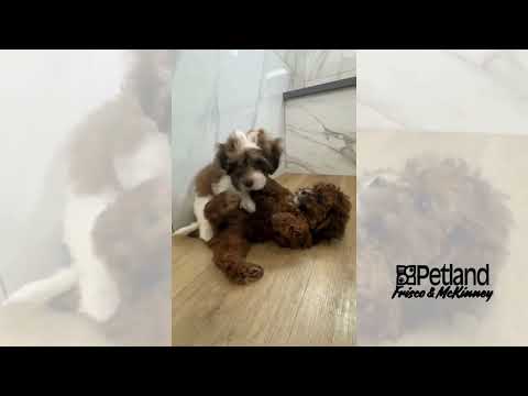 Havanese - 40275 video preview