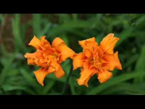 LA JOTA WARAY-WARAY AMENUDO.wmv