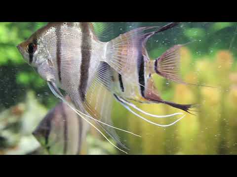 Best Aquarium fishes Video | Sea fishes Compilation Video | Exotic Fish